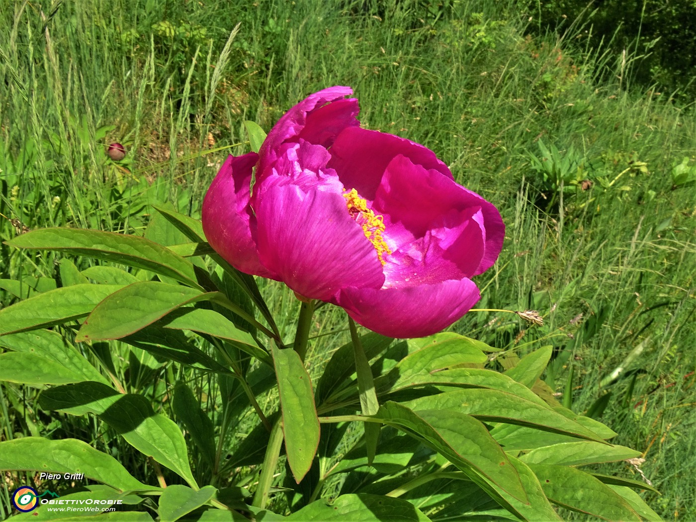 39  Peonia officinalis (Peonia selvatica) in piena fioritura.JPG